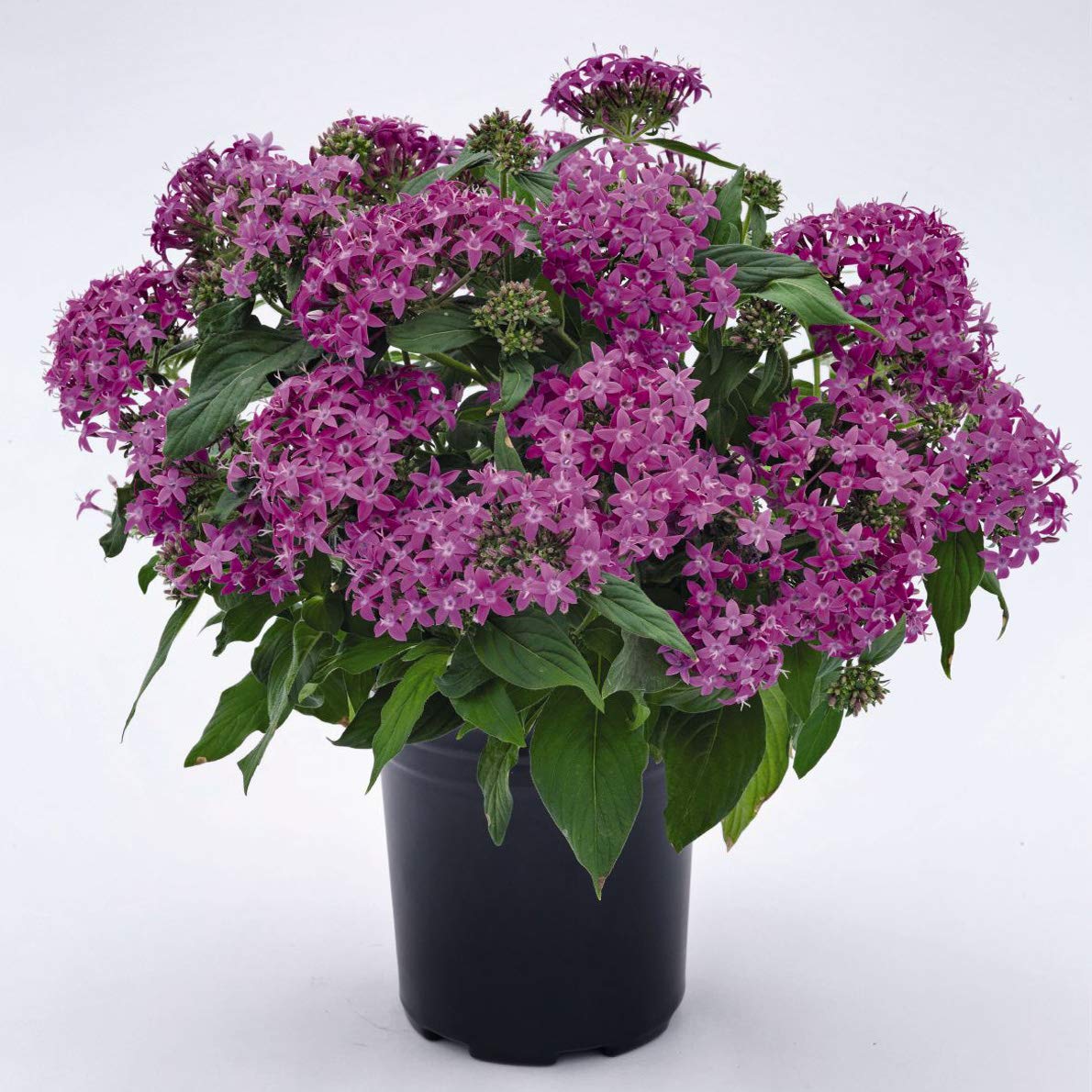 Pentas (flower Pentas lanceolata Graffiti Violet star-shaped flower) for planting in garden